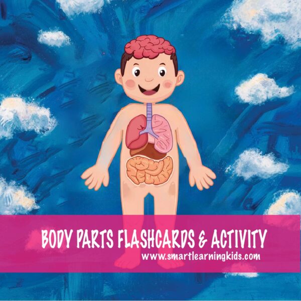 anatomy of the human body - body parts