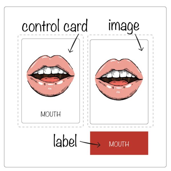 body parts activity explanation