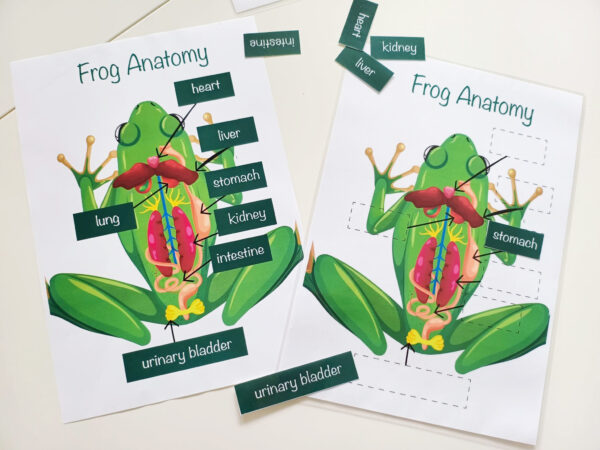 an image of frog's anatomy labeling activity