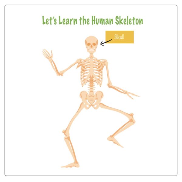 the structure of the human skeleton image