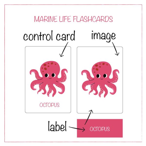 image of marine life flashcards publised on www.smartlearningkids.com