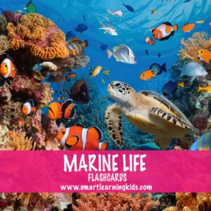 image of marine life variety