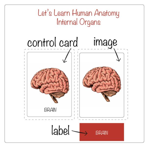 HUMAN ORGANS FLASHCARDS & UNIT STUDY - Image 2