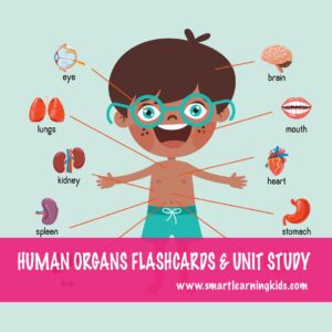 HUMAN ORGANS FLASHCARDS & UNIT STUDY