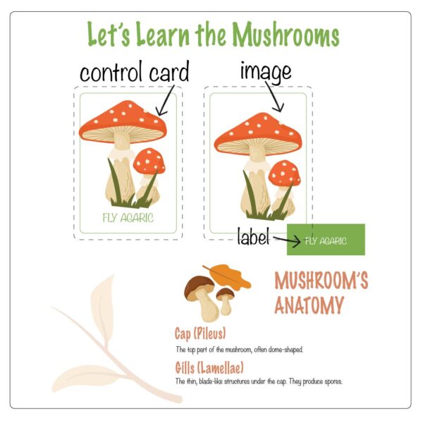 Illustrated flashcards of various mushroom species alongside an engaging study unit on mushroom anatomy, designed for preschool and first-grade learners.